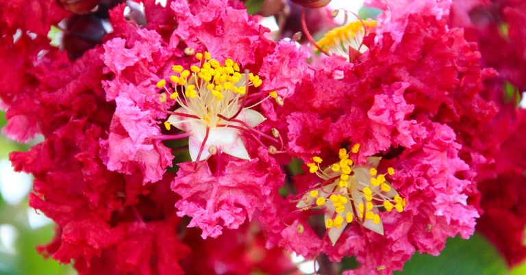 How To Get Rid Of Aphids On A Crepe Myrtle - Featured image