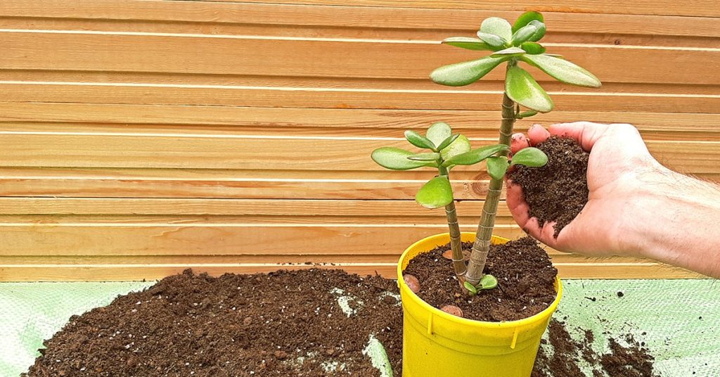 How To Repot A Jade Plant - Featured image