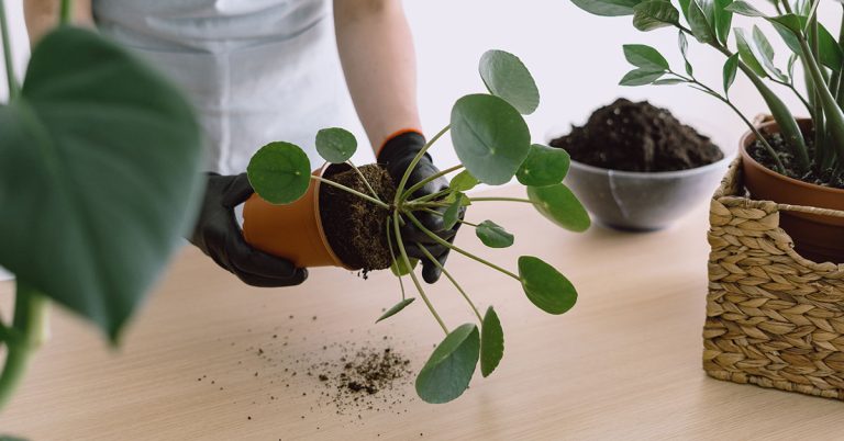 When And How To Repot Pilea (Chinese Money Plant) - Featured image