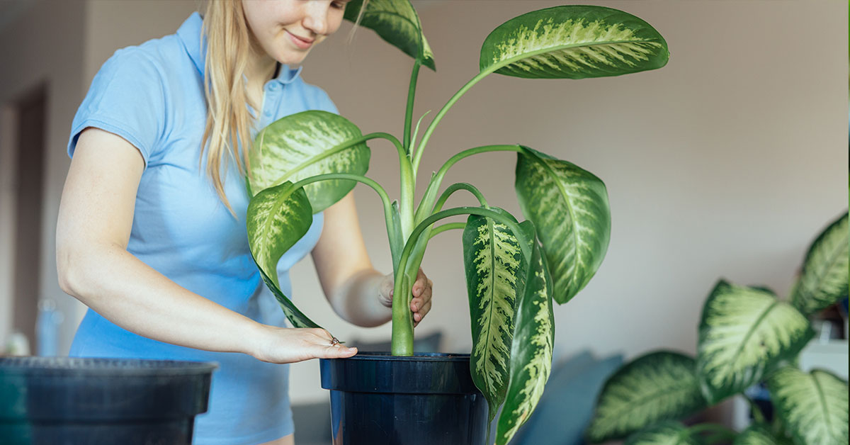 Guide To Repotting Large Plants
