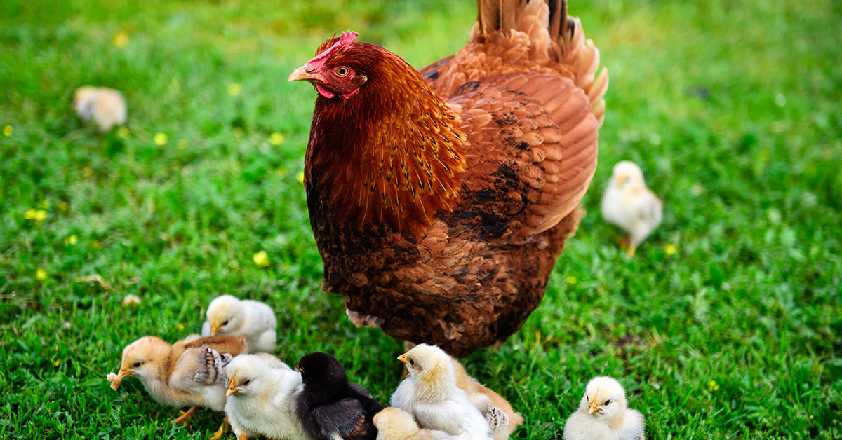 rhode island red hen with chicks