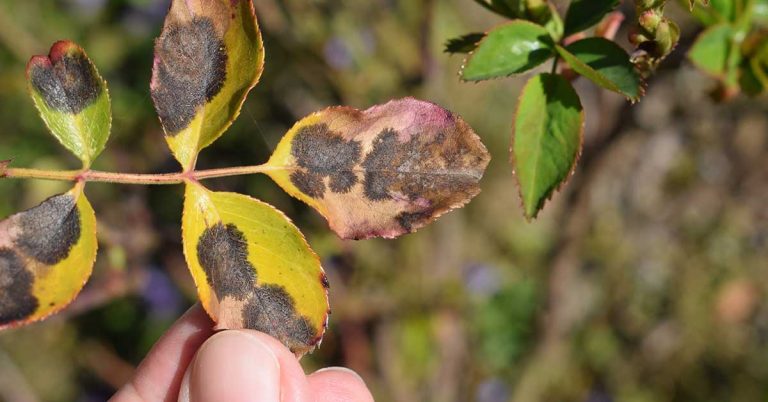 Why Your Rose Leaves Are Turning Yellow - Featured image