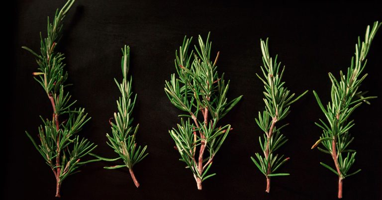 When And How To Harvest Rosemary - Featured image