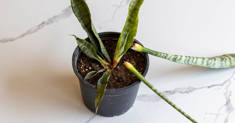 Why Your Snake Plant Leaves Are Turning Yellow - Featured image