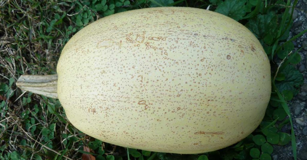How And When To Pick Spaghetti Squash - Featured image
