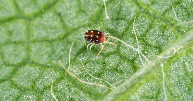 Watch Out For These 9 Late Summer Garden Pests! - Featured image