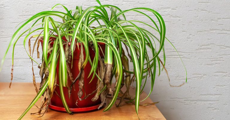 Why Your Spider Plant Leaves Are Turning Yellow - Featured image