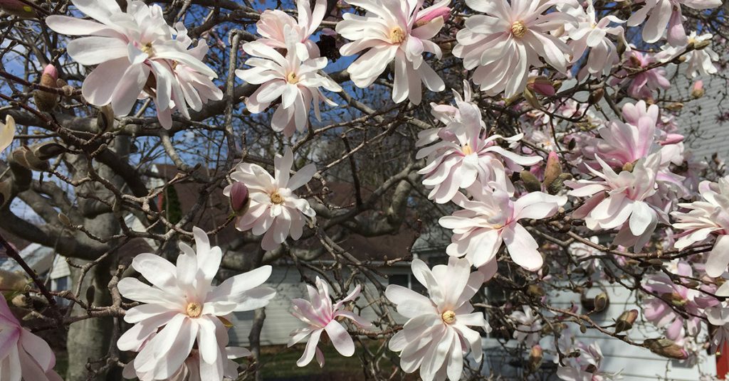 star magnolia flowers