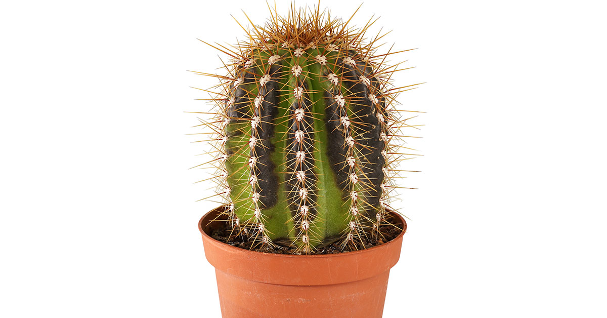 sunburned cactus