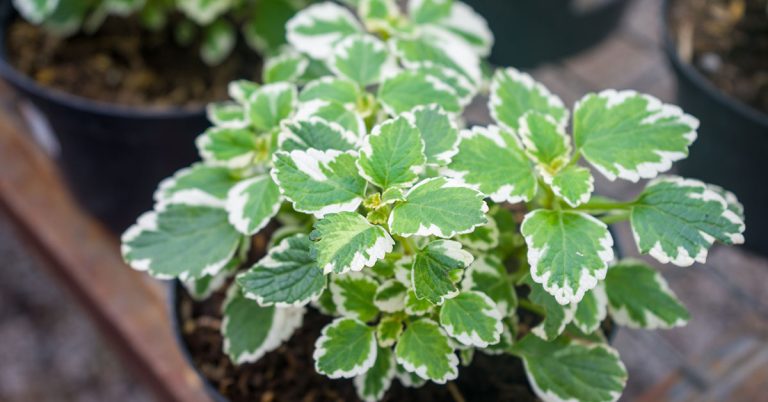 How To Propagate Swedish Ivy - Featured image