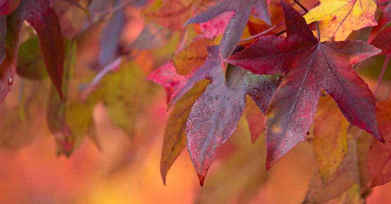 9 Trees With Purple Fall Leaves - Featured image