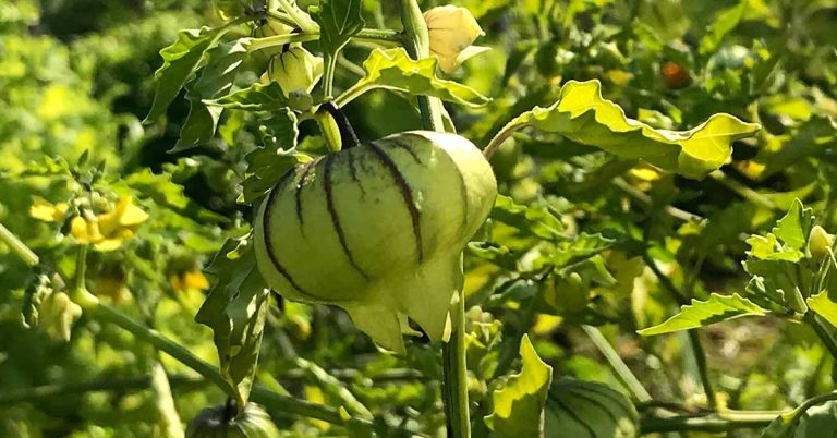 When And How To Harvest Tomatillos - Featured image