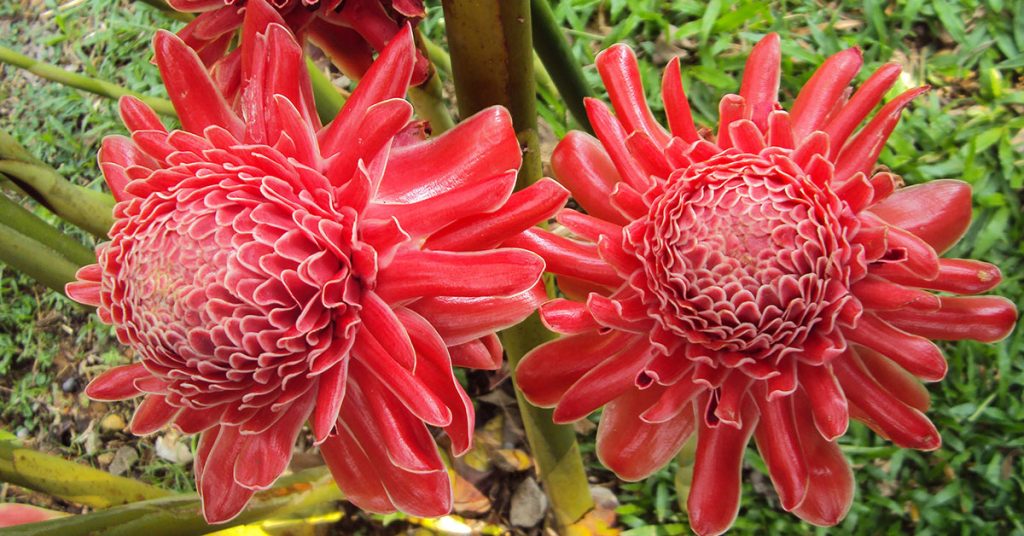 torch ginger flowers
