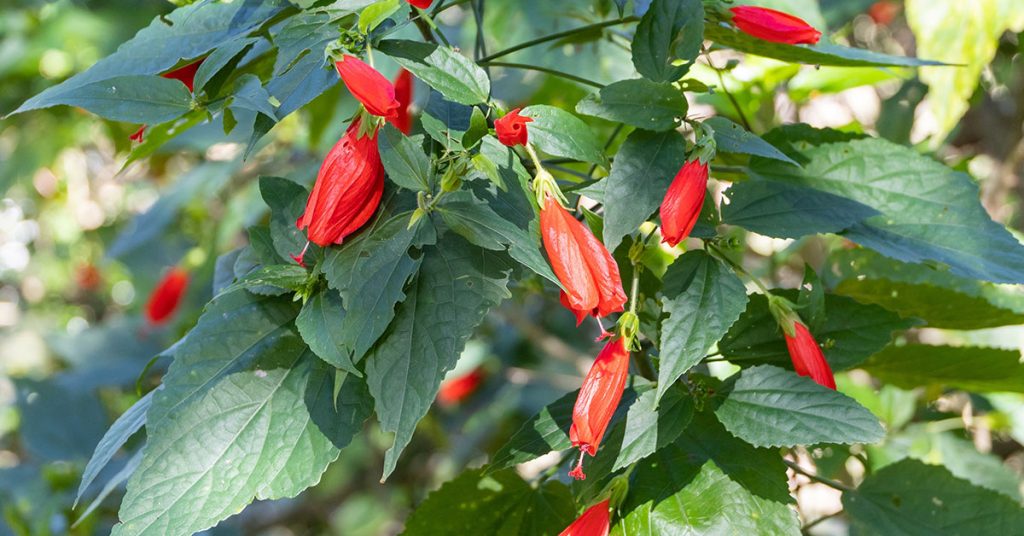 25+ Red Flowering Tropical Plants | MinooMikelea