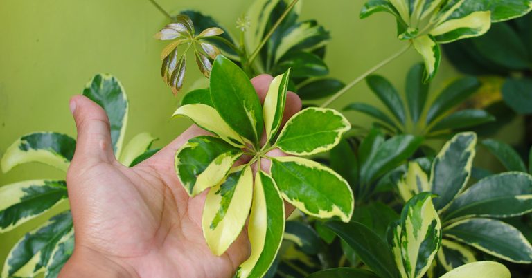 Why Your Umbrella Plant (Schefflera) Is Dropping Leaves - Featured image