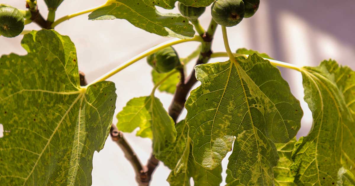 yellowing fig leaves