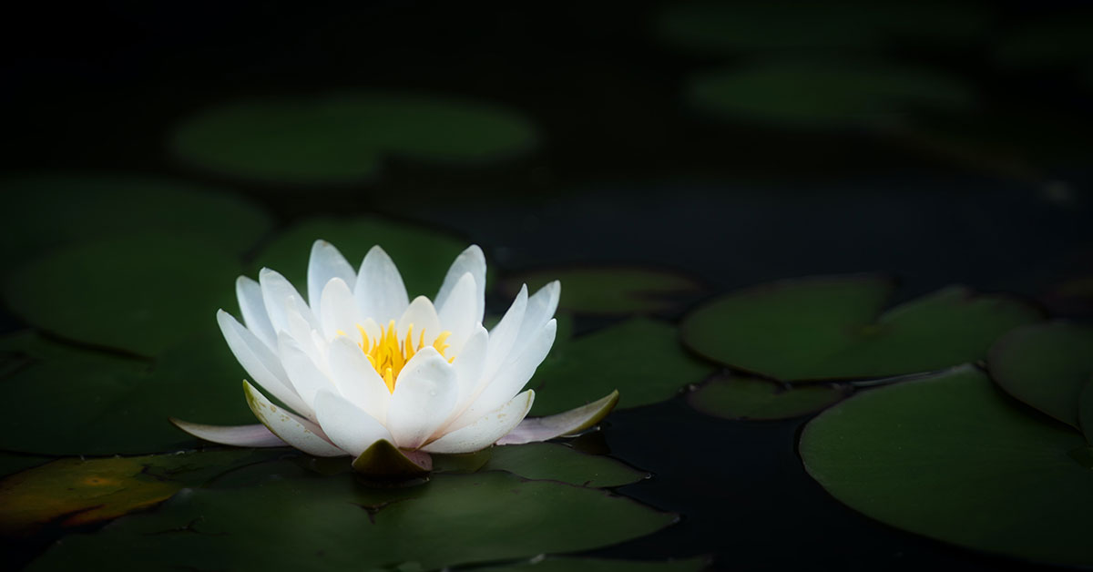 white lotus - a flower that represents rebirth