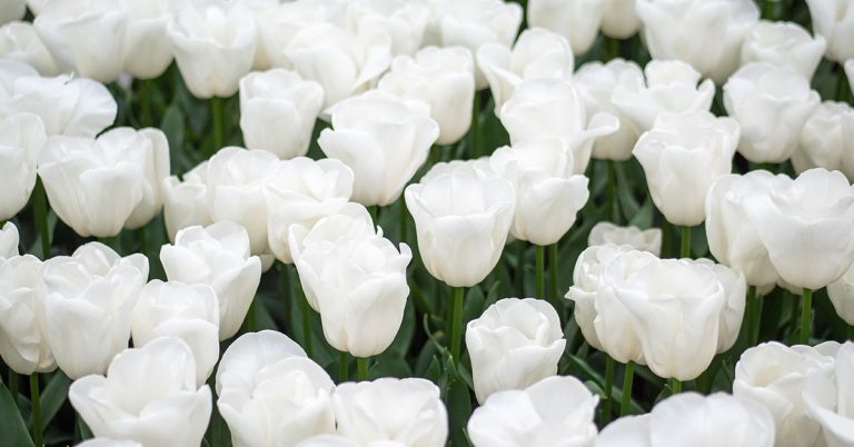 11 Reasons Why You Should Be Growing Tulips And Daffodils Together - Featured image