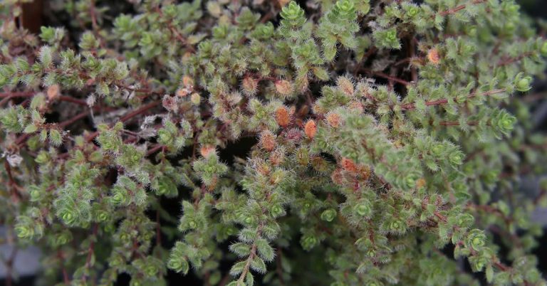Wooly Thyme Growing And Care - Featured image