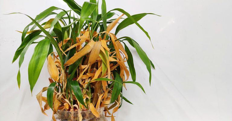 Why Is My Lucky Bamboo Turning Yellow? - Featured image