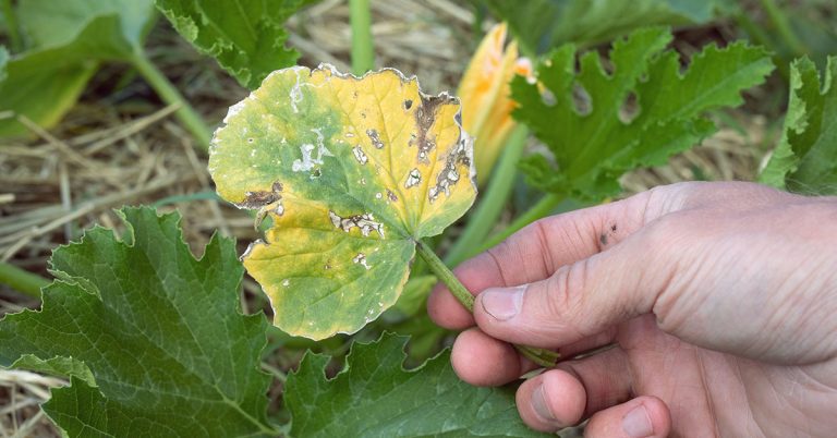 Why Your Pumpkin Leaves Are Turning Yellow - Featured image