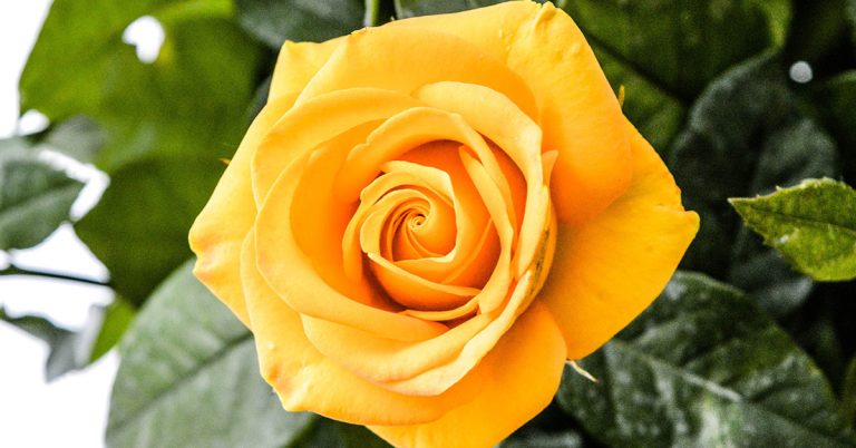 Best Fertilizer For Roses For Stunning Blooms - Featured image