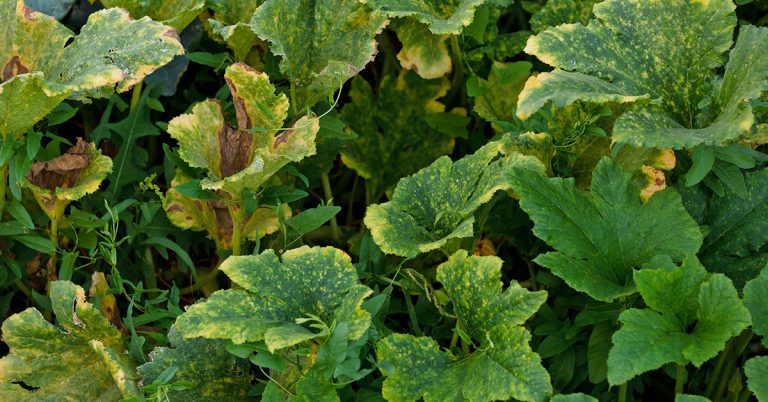 Why Your Zucchini Leaves Are Turning Yellow - Featured image