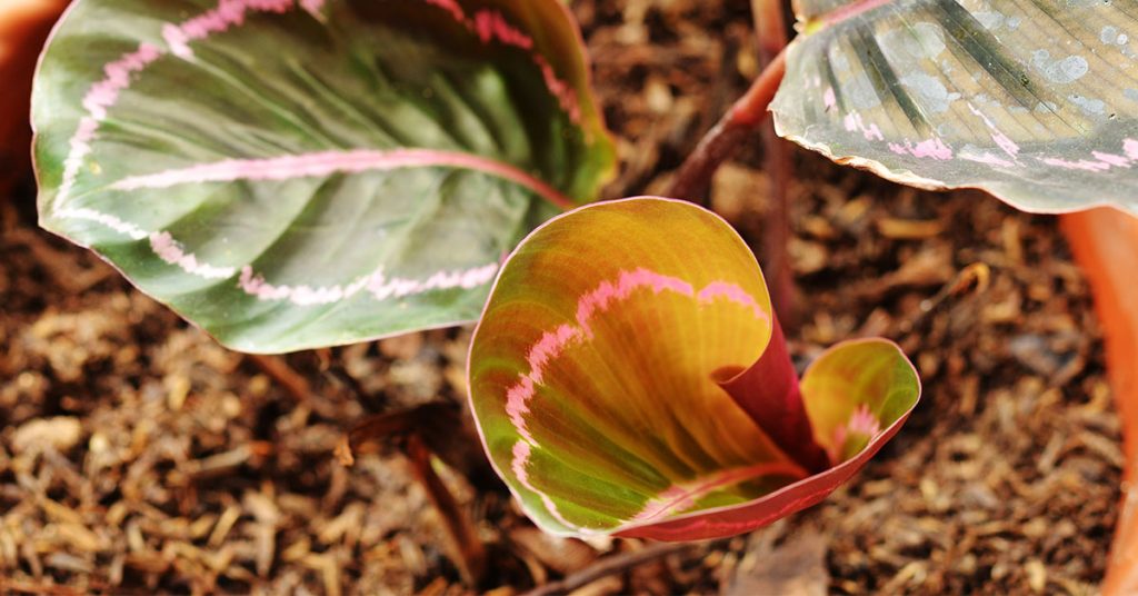 yellowing prayer plant leaf
