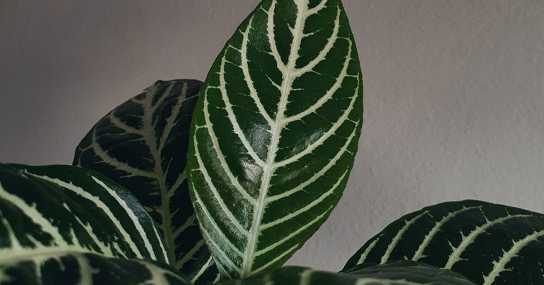 How To Propagate A Zebra Plant - Featured image