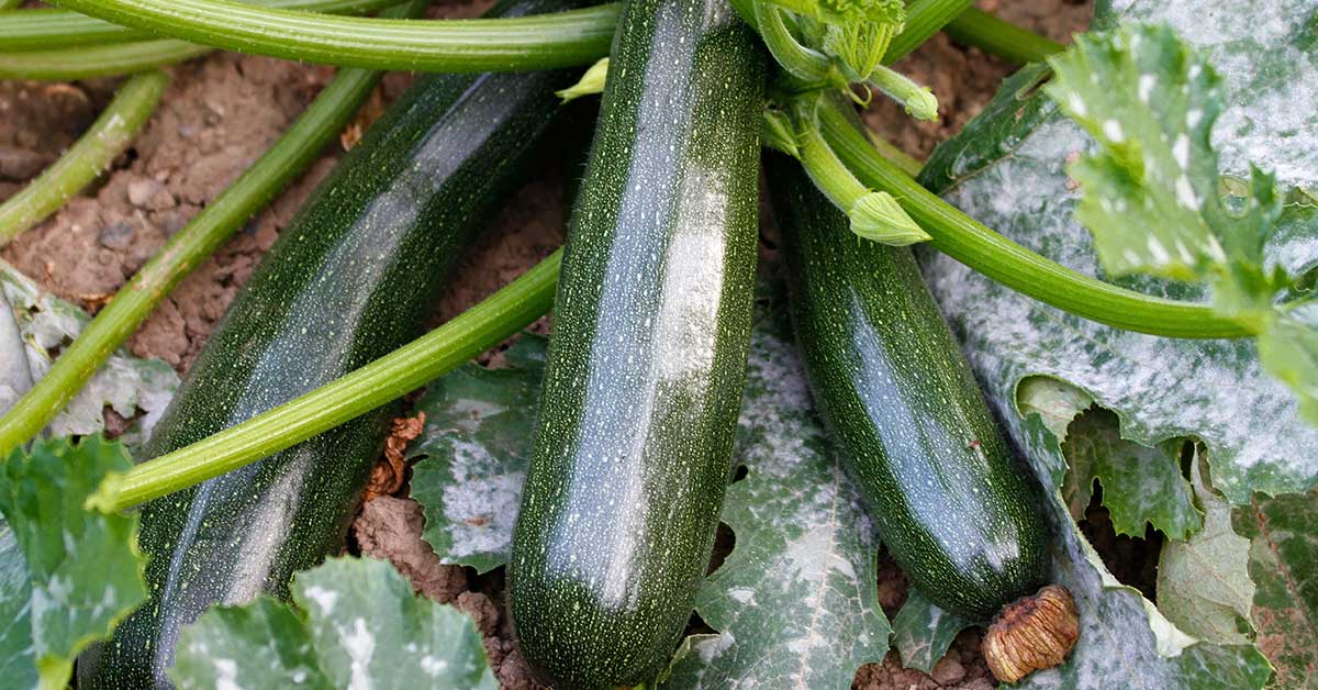 zucchini squash growing on a plant