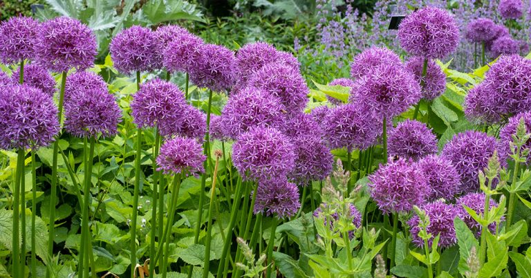 When To Plant Allium Bulbs In The UK - Featured image