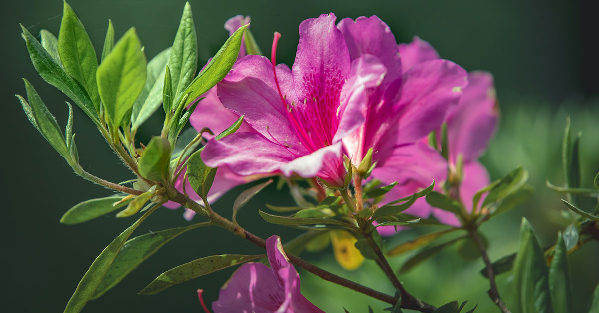 azaleas