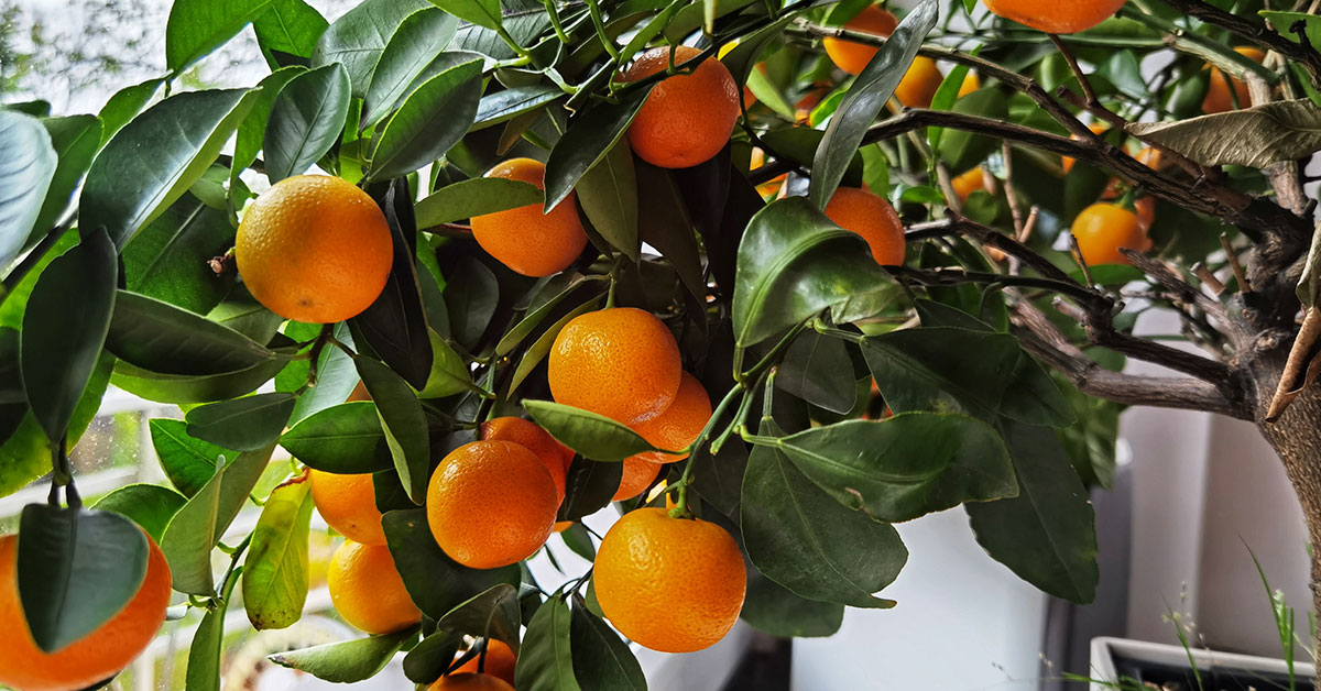 18 Fruit Trees That Grow In Zone 9 The Garden Magazine