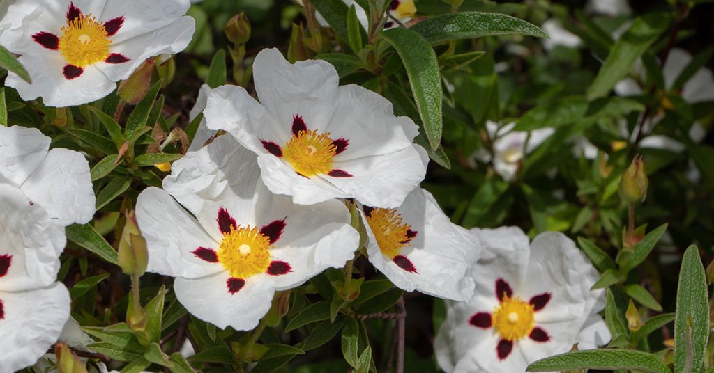 Cistus flower