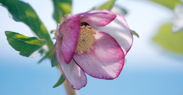 Hellebore (Helleborus) Growing & Care - Featured image