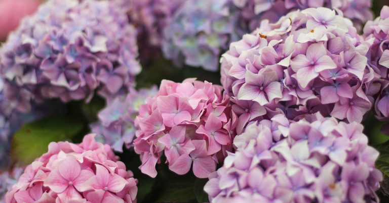 How To Prune Hydrangeas In The Fall - Featured image