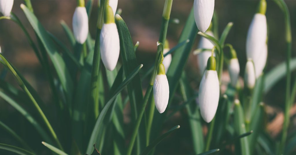 Leucojum vernum