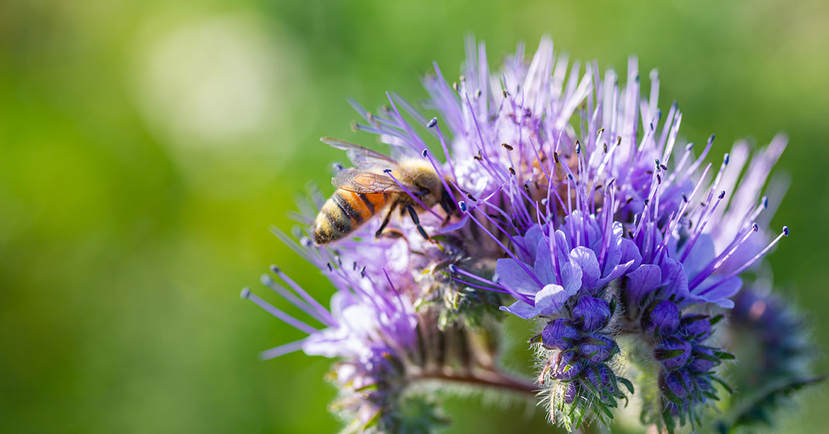 10 Flowers that Represent Strength The Garden Magazine