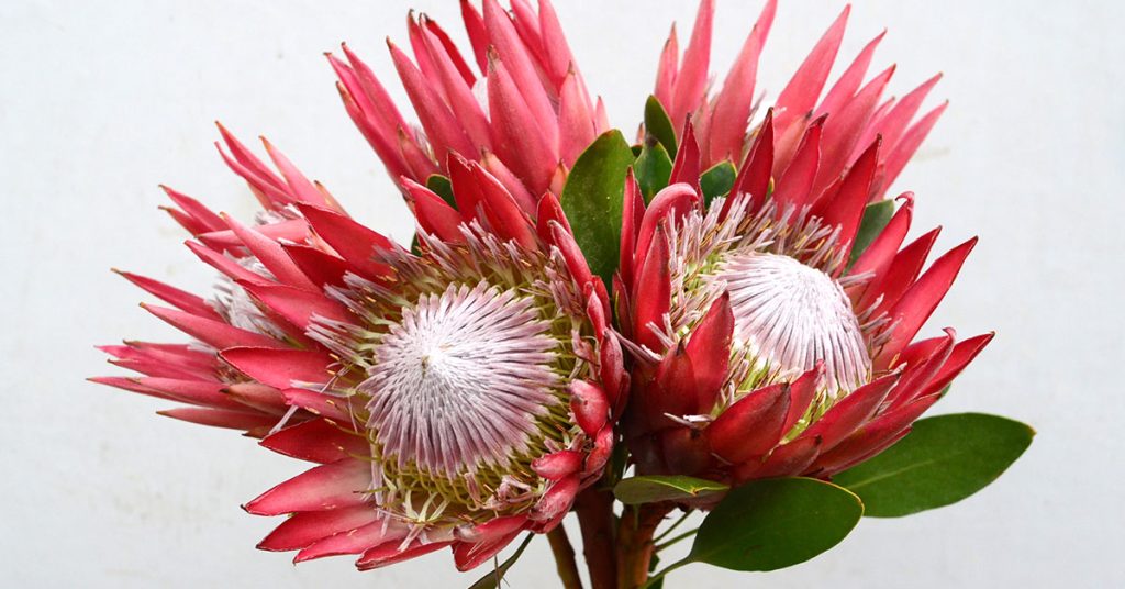 10 Flowers that Represent Strength The Garden Magazine