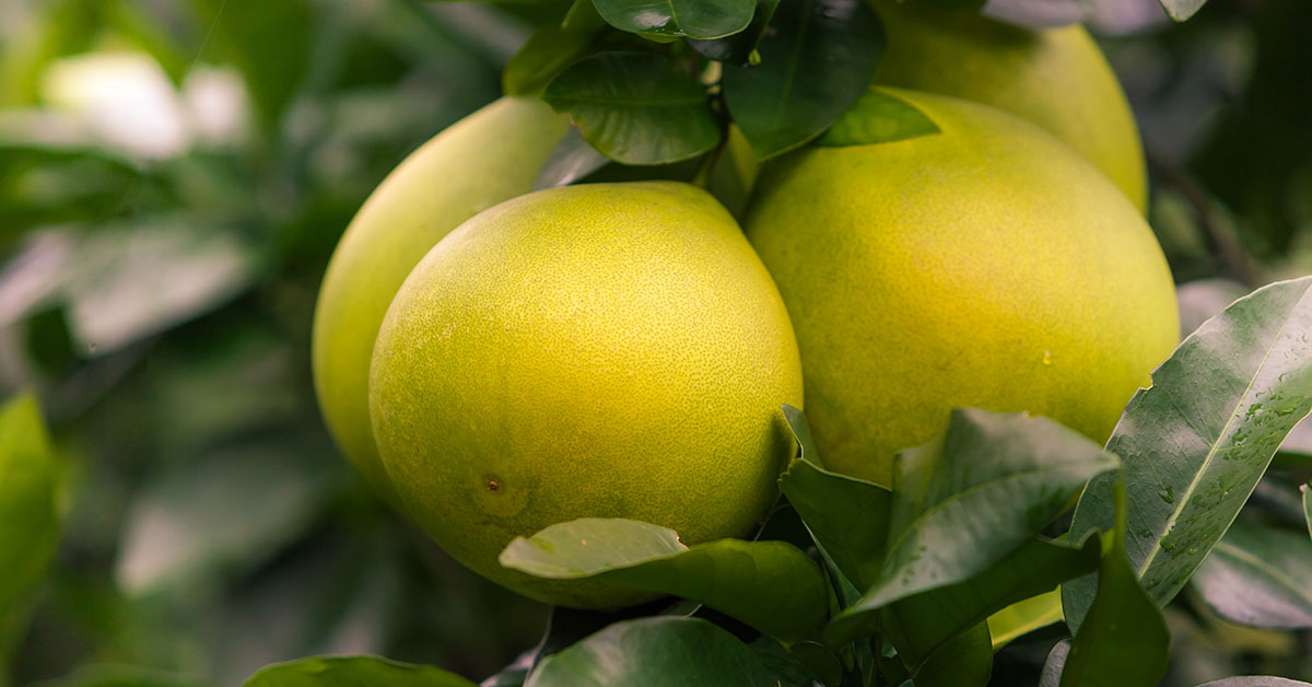 18 Fruit Trees That Grow In Zone 9 The Garden Magazine