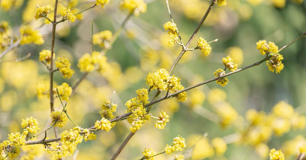 spicebush