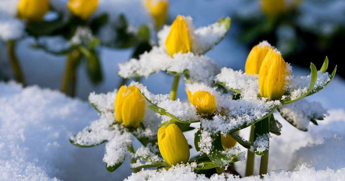 winter aconite blooming in February