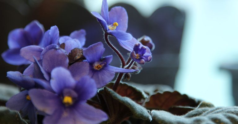 How to Get Your African Violet to Bloom - Featured image