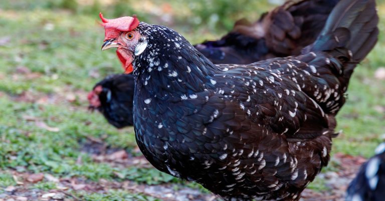 Ancona Chicken Breed & Care Guide - Featured image