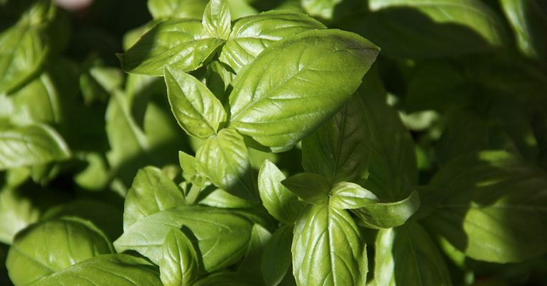 How To Store And Dry Basil - Featured image