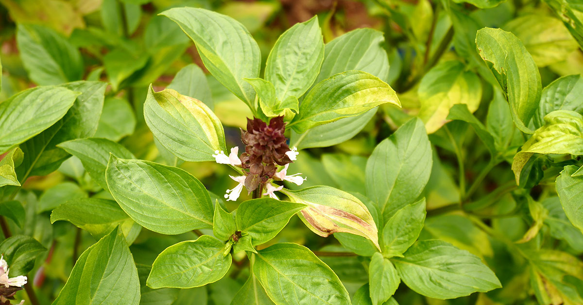 basil with yellowing leaves