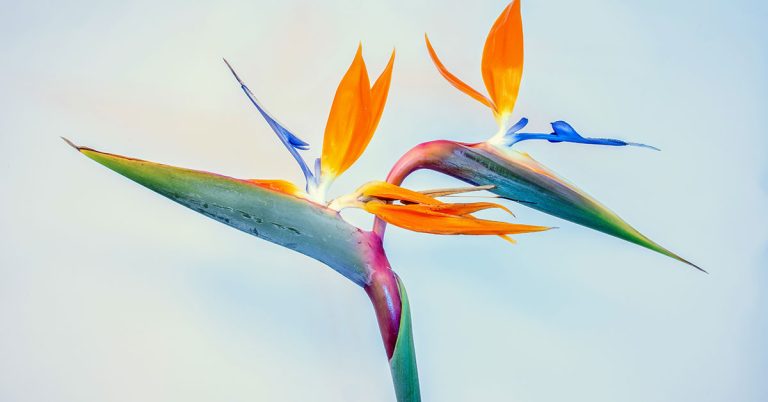 10 Indoor Plants That Help Reduce Stress + 15 Stress-Relieving Outdoor Plants - Featured image