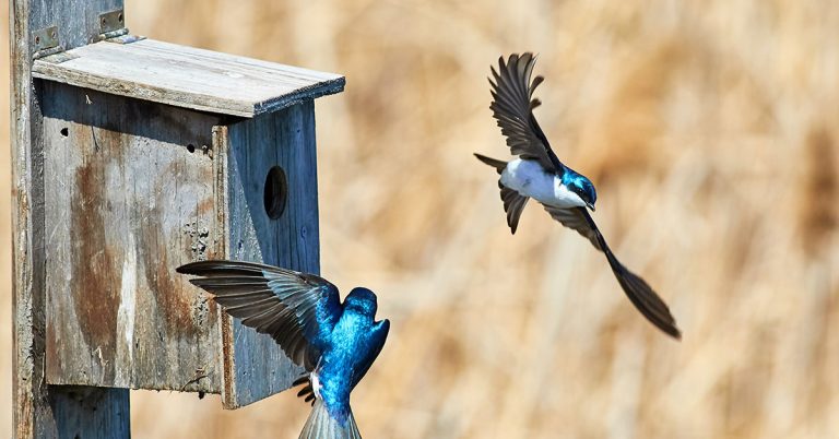 How To Attract Hundreds Of Birds To Your Yard In Fall & Winter - Featured image