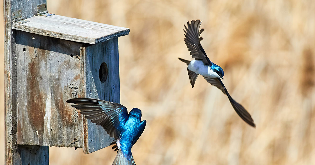 birds at a birdhouse