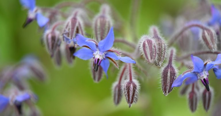 How To Grow Borage From Seed - Featured image